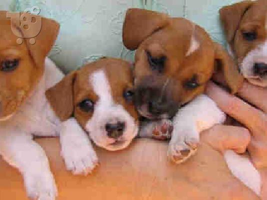 PoulaTo: Στοργικός κουτάβια Τζακ Ράσελ για την υιοθέτηση